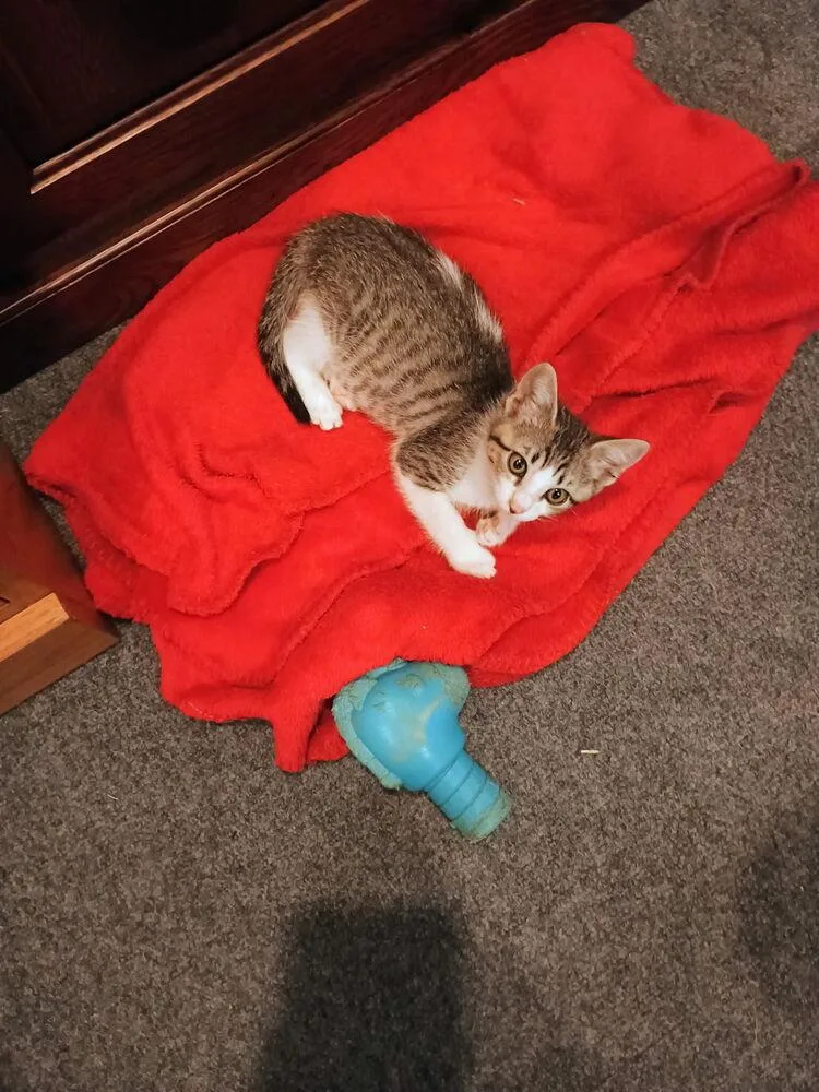 A baby small-sized female Domestic Short Hair cat named Tuna for adoption in Aurora, CO
