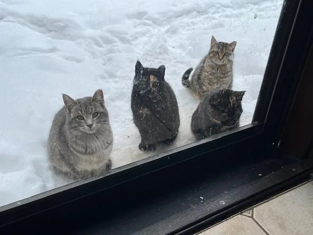 Big Gray thumbnail 2