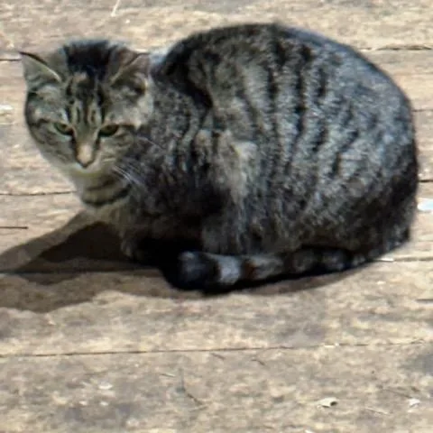 Big Gray thumbnail 3