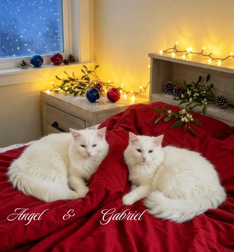 A baby small-sized male Domestic Long Hair cat named Gabriel for adoption in Culpeper, VA