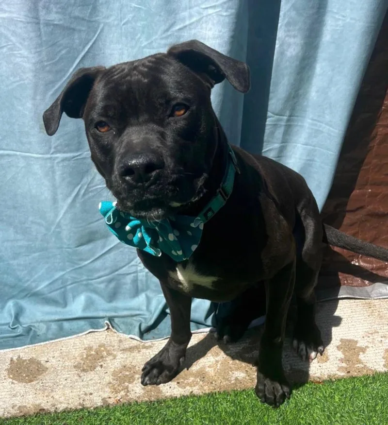 A young medium-sized male Black American Staffordshire Terrier dog named Sir Bones The Treat for adoption in Houston, TX