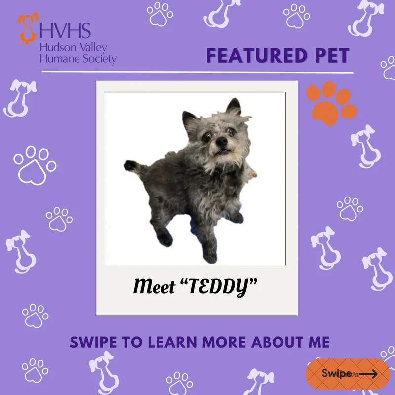 An adult small-sized male Black Chihuahua dog named Teddy for adoption in Pomona, NY