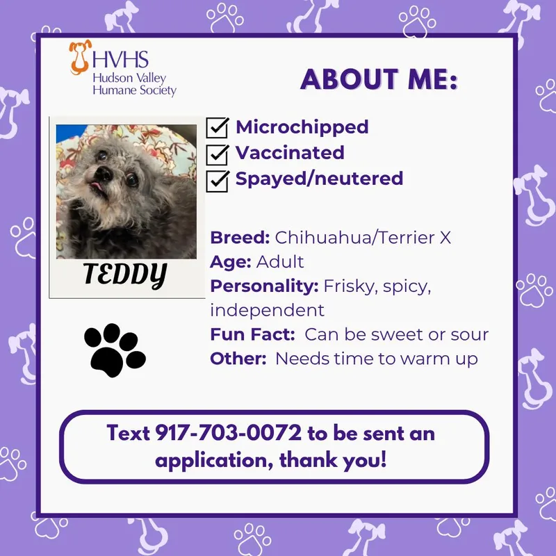 Teddy thumbnail 2