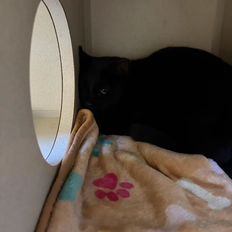 A young medium-sized female Domestic Short Hair cat named Spooks for adoption in Louisville, KY