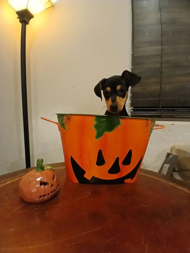 A baby small-sized male Black Miniature Pinscher dog named Toffee for adoption in Las Vegas, NV