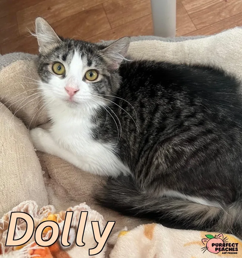 A baby medium-sized female Domestic Short Hair cat named Dolly for adoption in Douglasville, GA