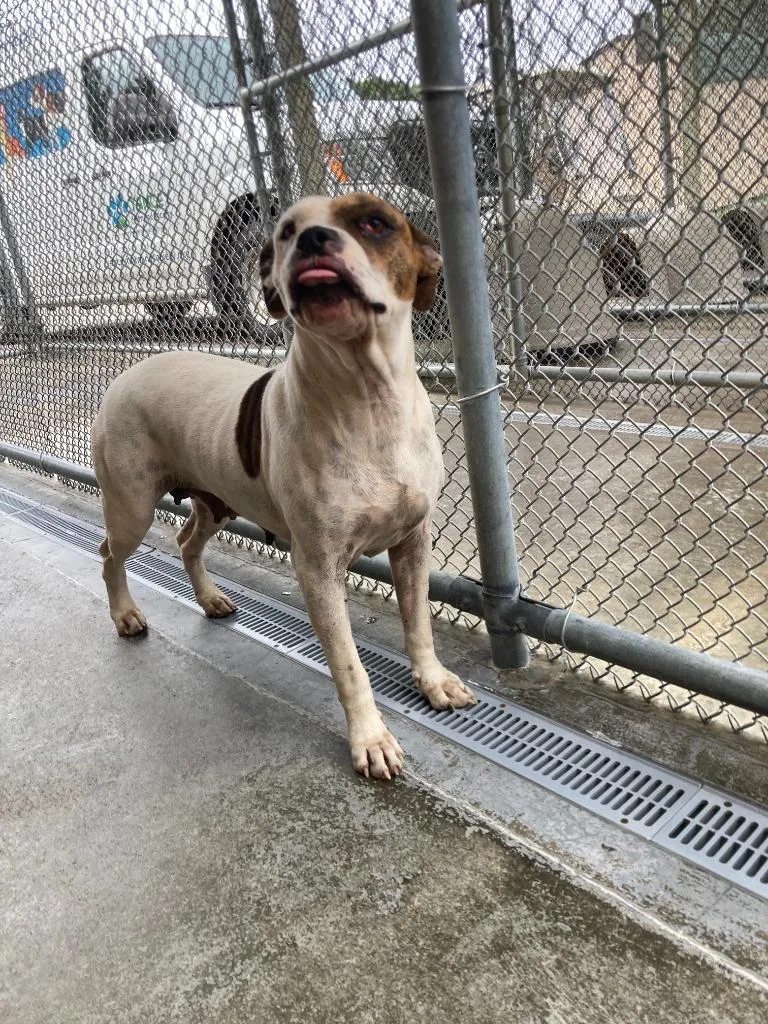 An adult medium-sized female Boxer dog named Penelope for adoption in Burnsville, NC