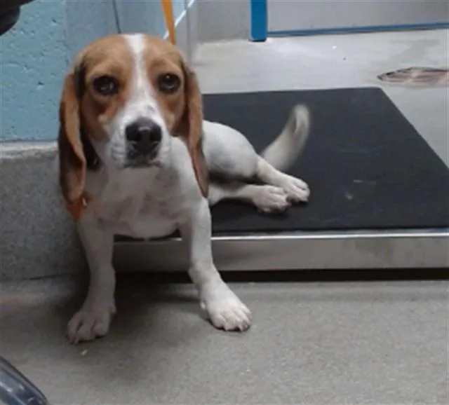 A young small-sized male Beagle dog named Bluey for adoption in Albuquerque, NM