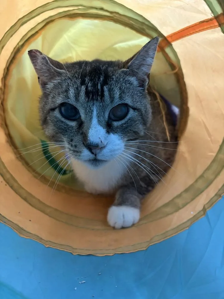 An adult large-sized female Domestic Short Hair cat named Jem for adoption in Oakdale, CA