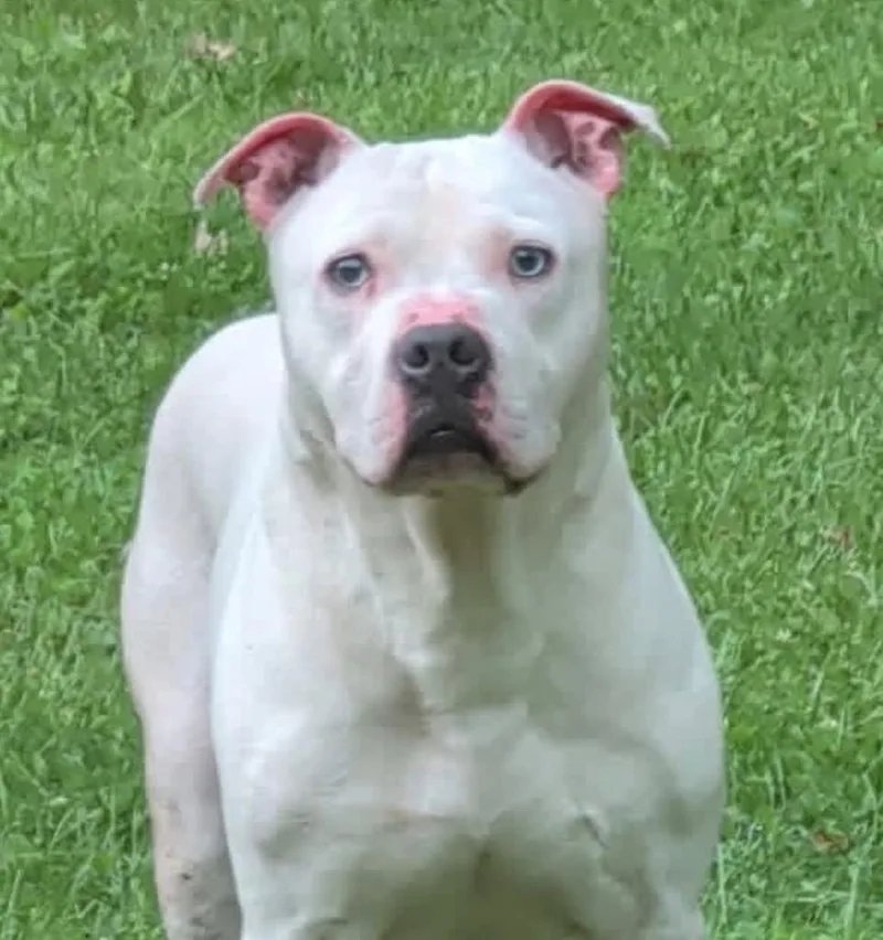 A young large-sized male English Bulldog dog named Ghost for adoption in Springfield, OH