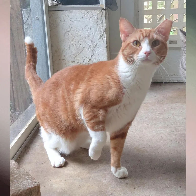 An adult large-sized male Orange & White Domestic Short Hair cat named Mer Mer for adoption in Orange City, FL