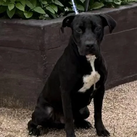 A young medium-sized male Black Labrador Retriever dog named Jax for adoption in Hagerstown, MD