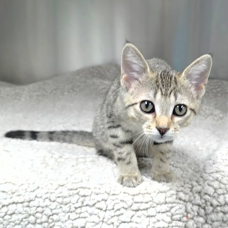 A baby small-sized female Brown / Chocolate Domestic Short Hair cat named Dory blue for adoption in Michigan City, IN