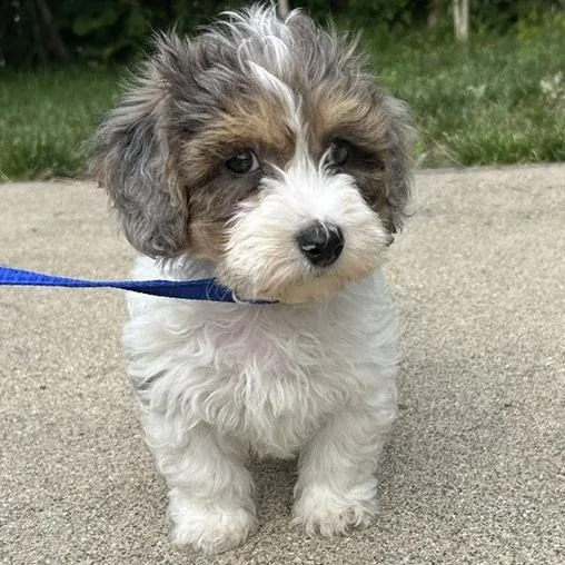 Duke