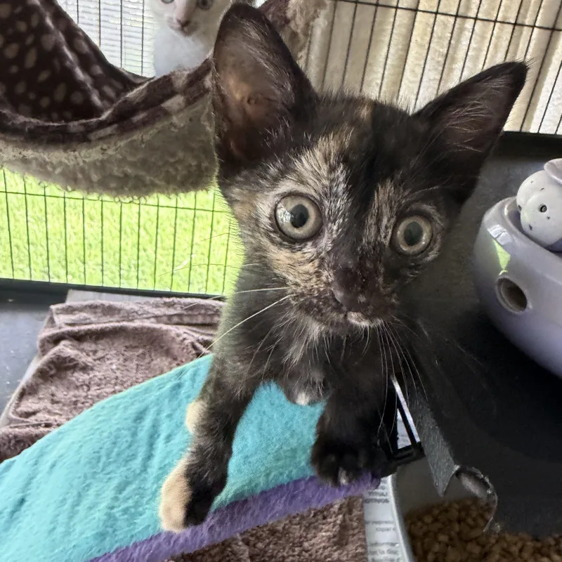 A baby small-sized female White Siamese cat named Cho & Akira for adoption in Homestead, FL