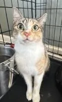 An adult medium-sized female Domestic Short Hair cat named Liora for adoption in West Memphis, AR