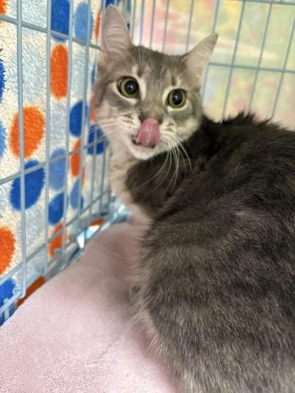 An adult medium-sized male Domestic Short Hair cat named Lynx for adoption in Gainesville, FL