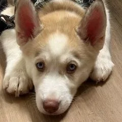 A baby medium-sized male Apricot / Beige Siberian Husky dog named Liberty for adoption in Jasper, GA