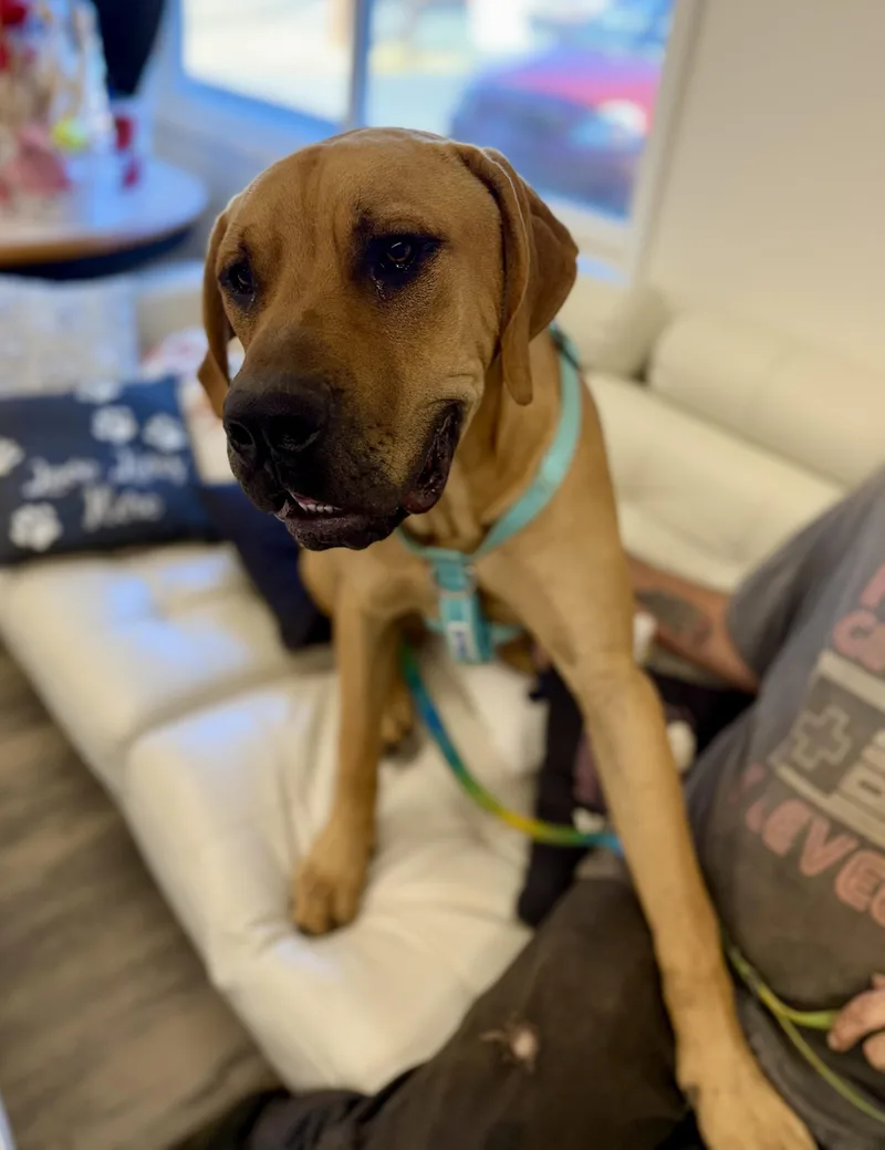 A young large-sized male Yellow / Tan / Blond / Fawn Great Dane dog named Scooby doo for adoption in Sonora, CA