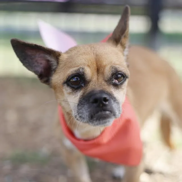 A senior small-sized female Chihuahua dog named Chloe for adoption in San Antonio, TX