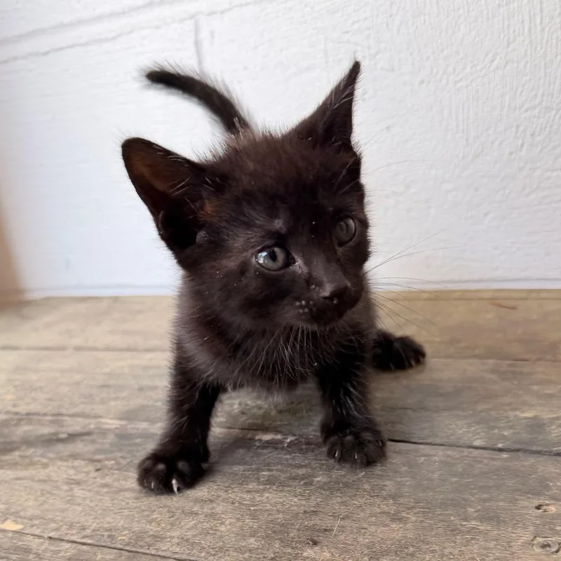 A baby small-sized female Black Domestic Short Hair cat named Shelby for adoption in Evensville, TN
