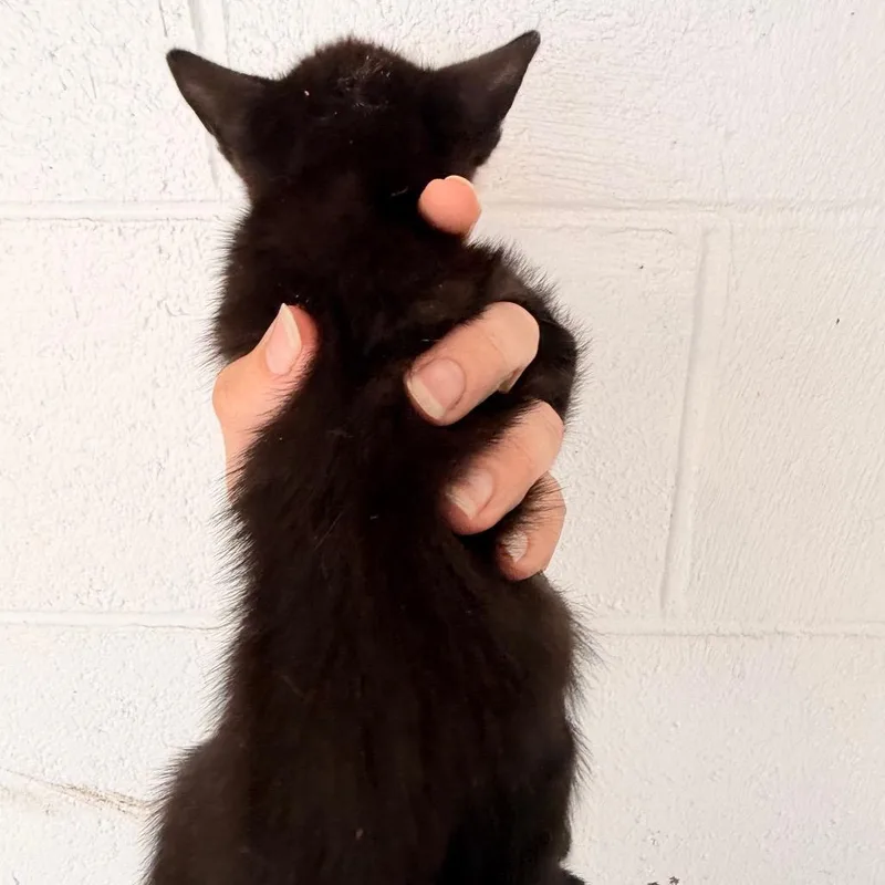 Shelby thumbnail 2