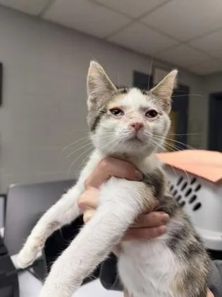 Pochocco thumbnail 2