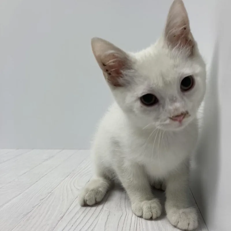A baby small-sized female White Domestic Short Hair cat named Ivory for adoption in Dayton, OH