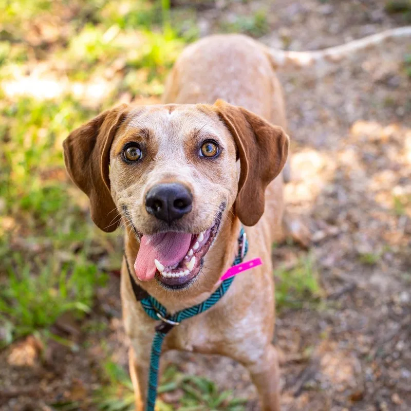 Rosemary thumbnail 2