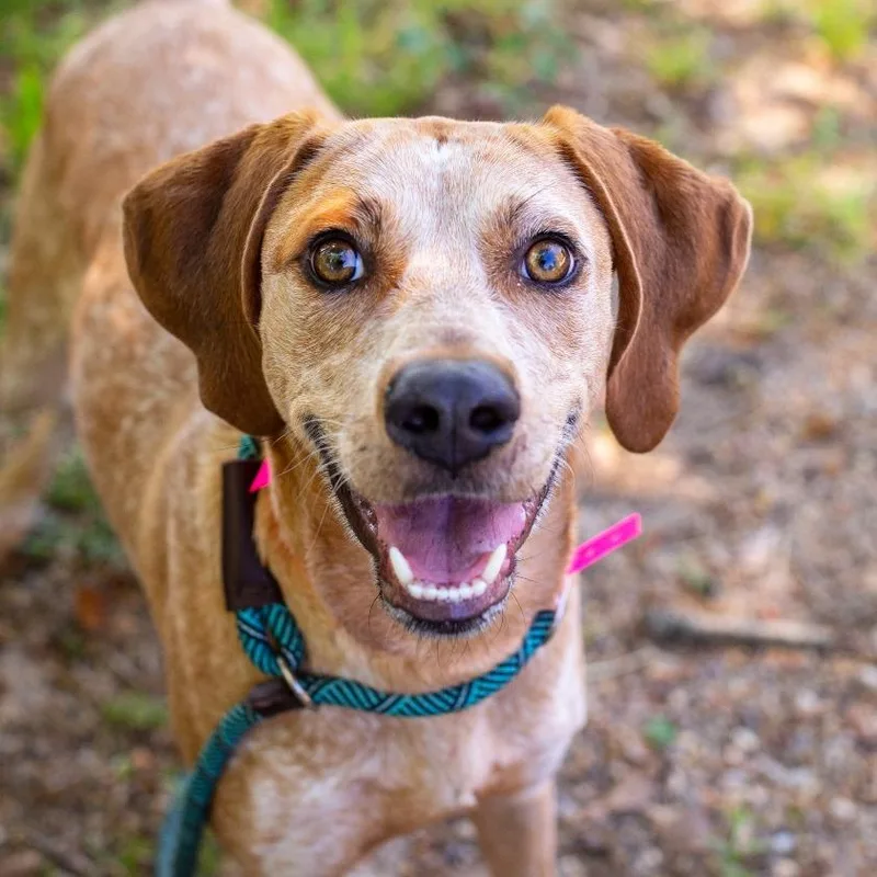 Rosemary thumbnail 3