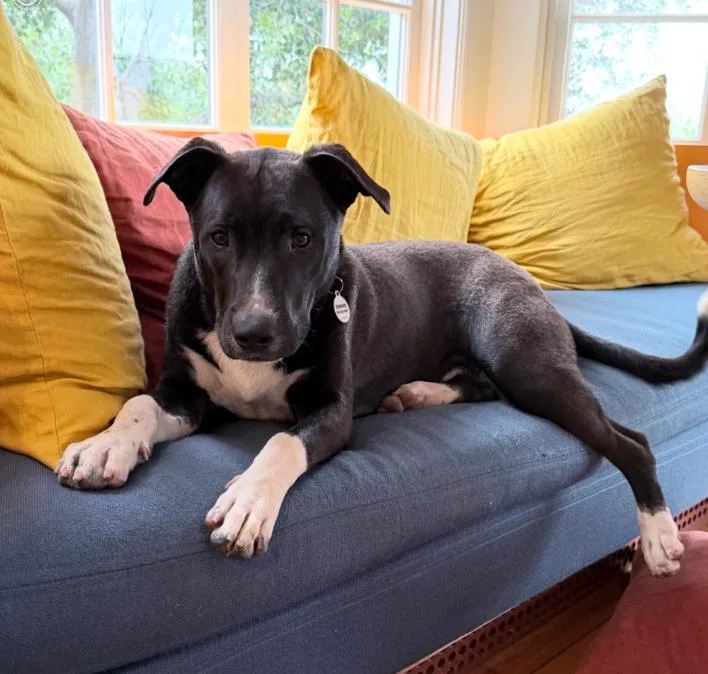 A young large-sized male Black American Staffordshire Terrier dog named Jordan for adoption in Los Angeles, CA