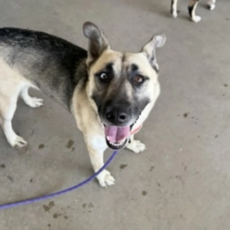 An adult medium-sized female Brown / Chocolate Shepherd dog named Nilla for adoption in Collinsville , OK