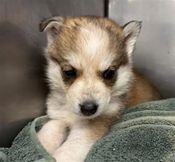 A baby small-sized female Siberian Husky dog named Ava for adoption in San Bernardino, CA