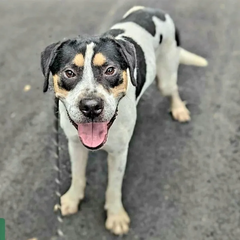 Hulk! "i Love Everyone!" thumbnail 2