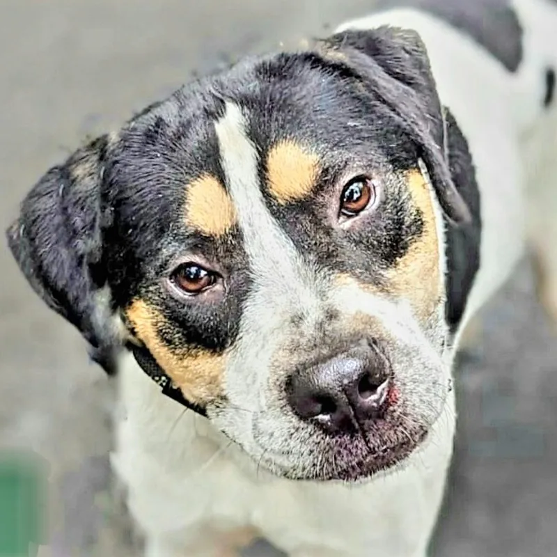 Hulk! "i Love Everyone!" thumbnail 3