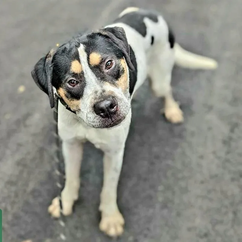 Hulk! "i Love Everyone!" thumbnail 4