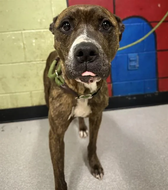 An adult medium-sized female Pit Bull Terrier dog named Samantha for adoption in Indianapolis, IN
