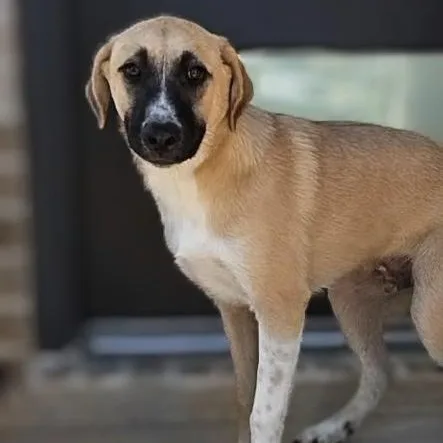 A baby medium-sized male Apricot / Beige Mixed Breed dog named Toby for adoption in Cleveland, TX