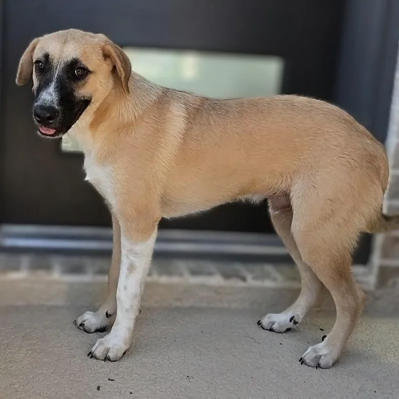 Toby thumbnail 4
