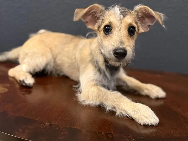 An adult small-sized male Terrier dog named Waldo for adoption in San Antonio, TX