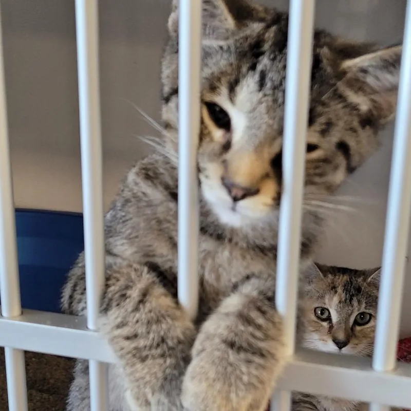 A baby small-sized male Brown / Chocolate Domestic Short Hair cat named Opus for adoption in Monroe, MI
