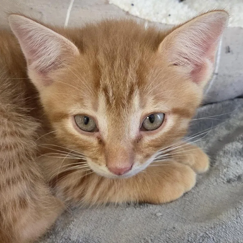 A baby small-sized male Orange / Red Domestic Short Hair cat named Sunoco for adoption in Camden, DE