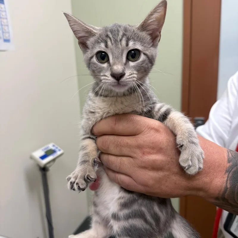 A baby small-sized female Gray / Blue / Silver Domestic Short Hair cat named Sarah for adoption in Upland, CA