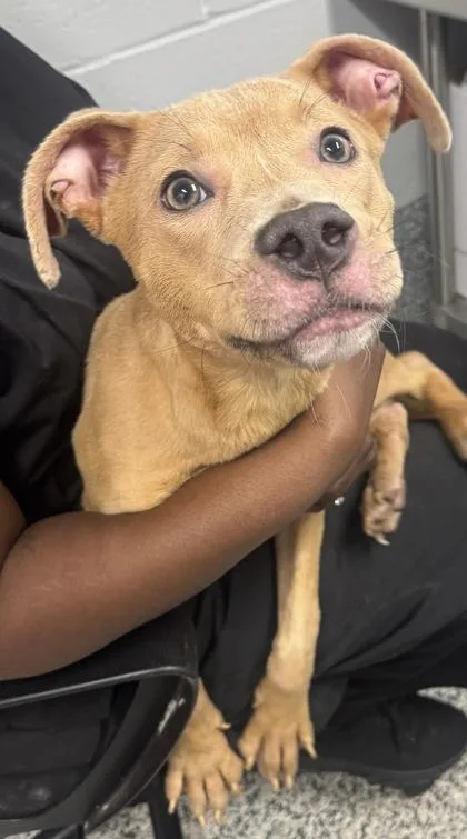 An adult medium-sized male Mixed Breed dog named Little B for adoption in West Chester, PA