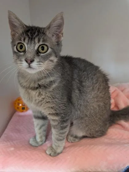 A baby medium-sized female Domestic Short Hair cat named Venusaur for adoption in Divide, CO