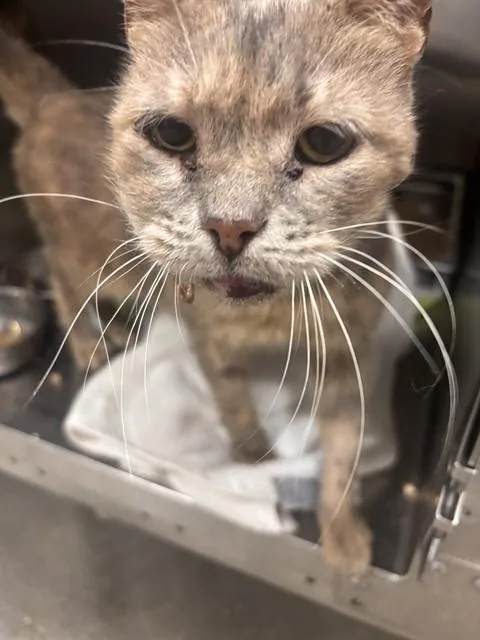 A senior medium-sized female Domestic Short Hair cat named Frida for adoption in Upper Marlboro, MD