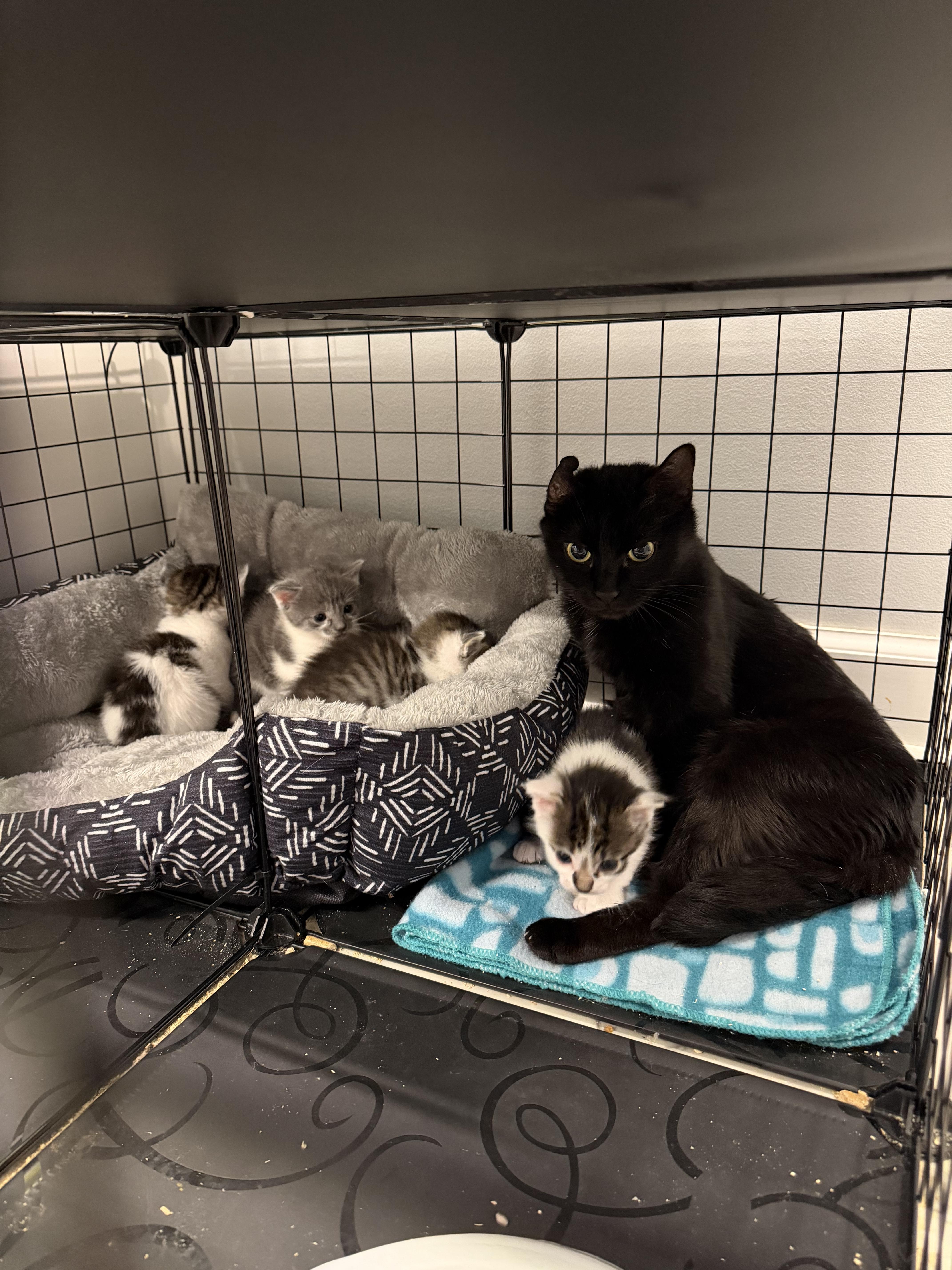 An adult medium-sized female Black Domestic Short Hair cat named Mystery Machine for adoption in Disputanta, VA