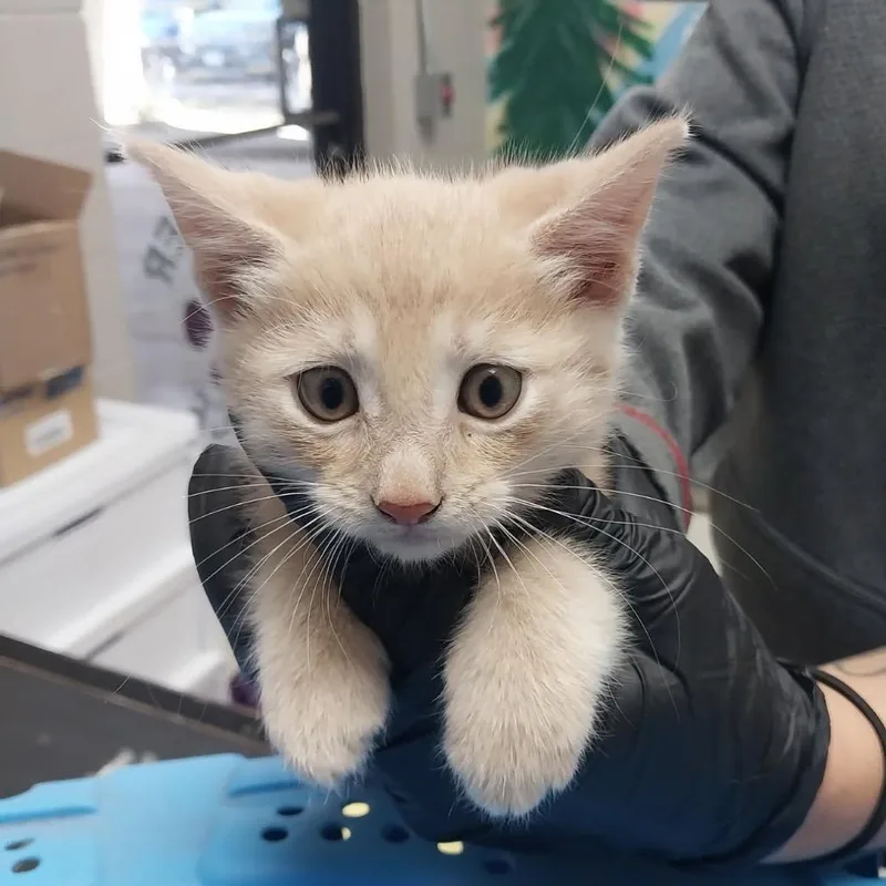 A baby small-sized male Cream / Ivory Domestic Short Hair cat named Creampuff for adoption in Lufkin, TX