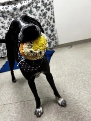 A young medium-sized male Black Mixed Breed dog named Axel for adoption in Hamilton, OH