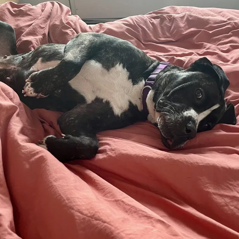 Dutchess thumbnail 2